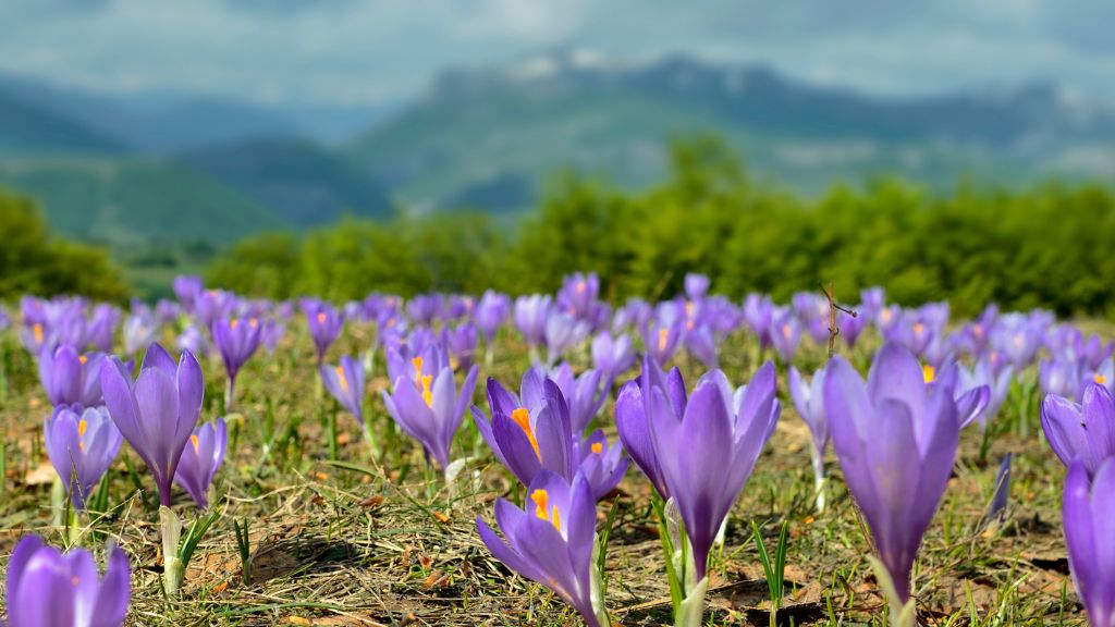 Exotic crops of the future - IIF article