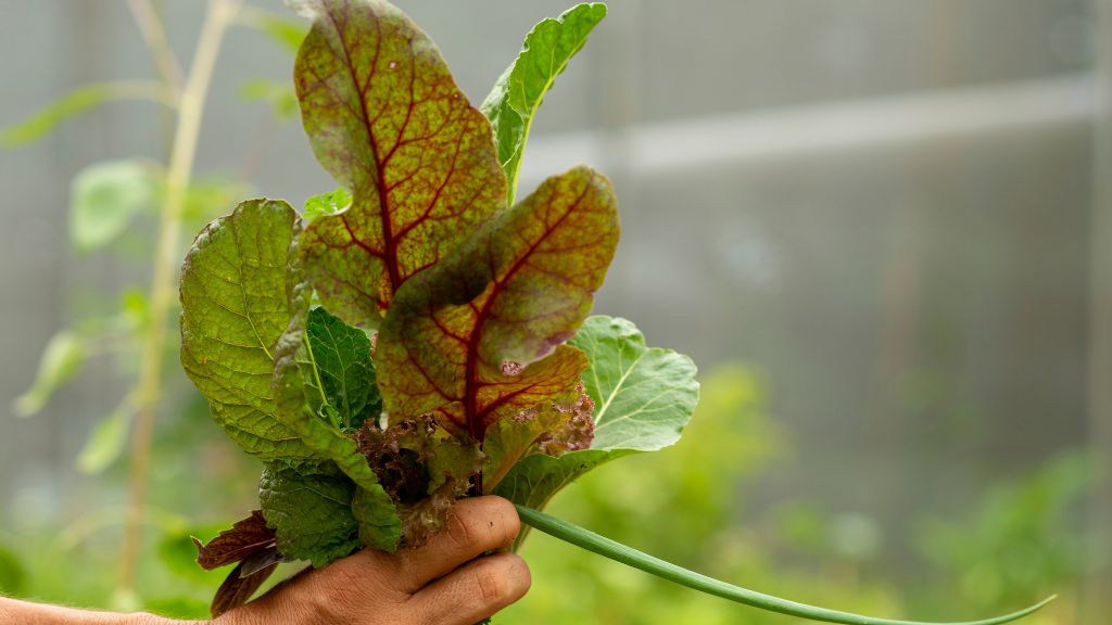 The Rise and Revolution of Farm-to-Table in Australia - IIF article