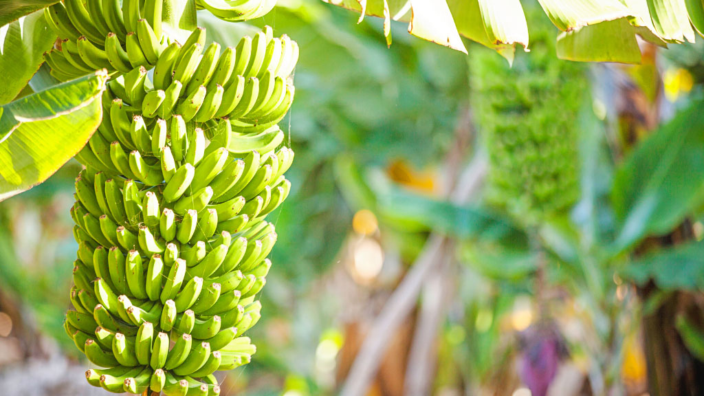 Ugly fruit is beautiful - IIF article