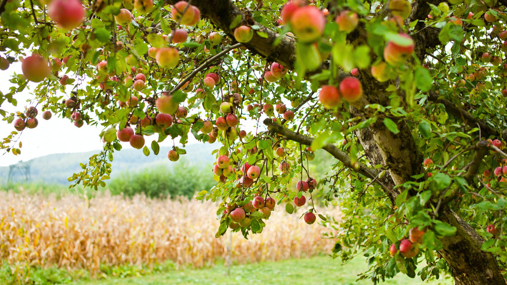 Famous first lady of apples - IIF article