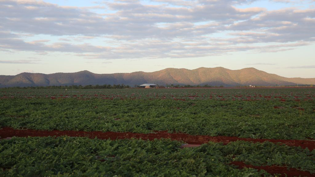 A conversation with Shaun Jackson of Daintree Fresh