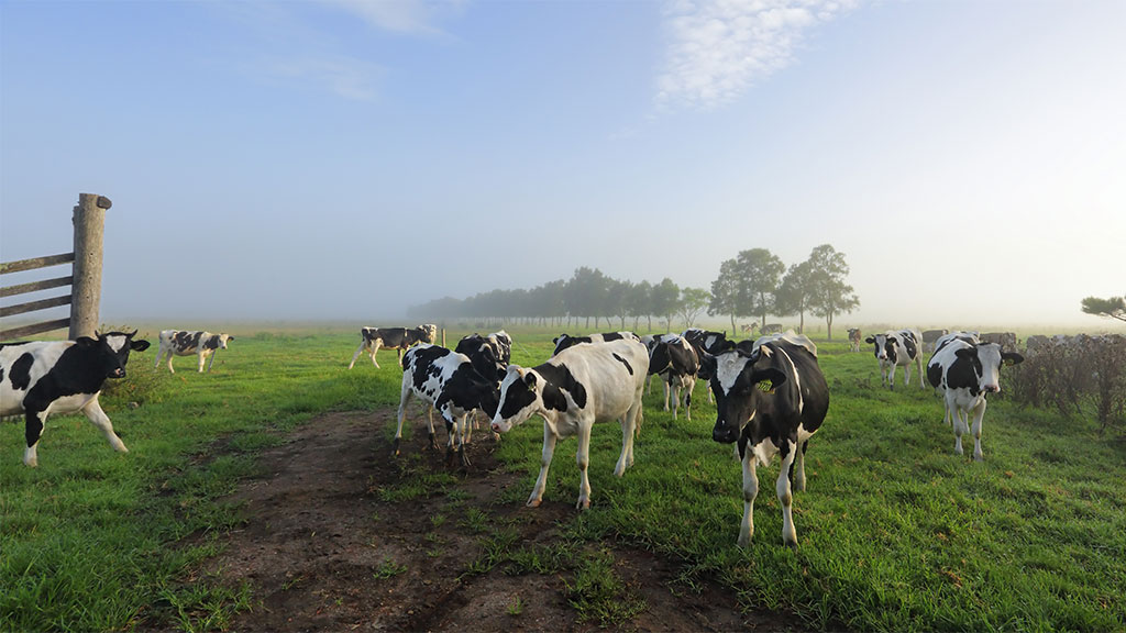 The cream rises- Why dairy farms are at record values - IIF article